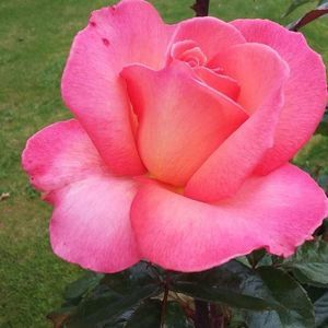 Meet your Posher, Kylie